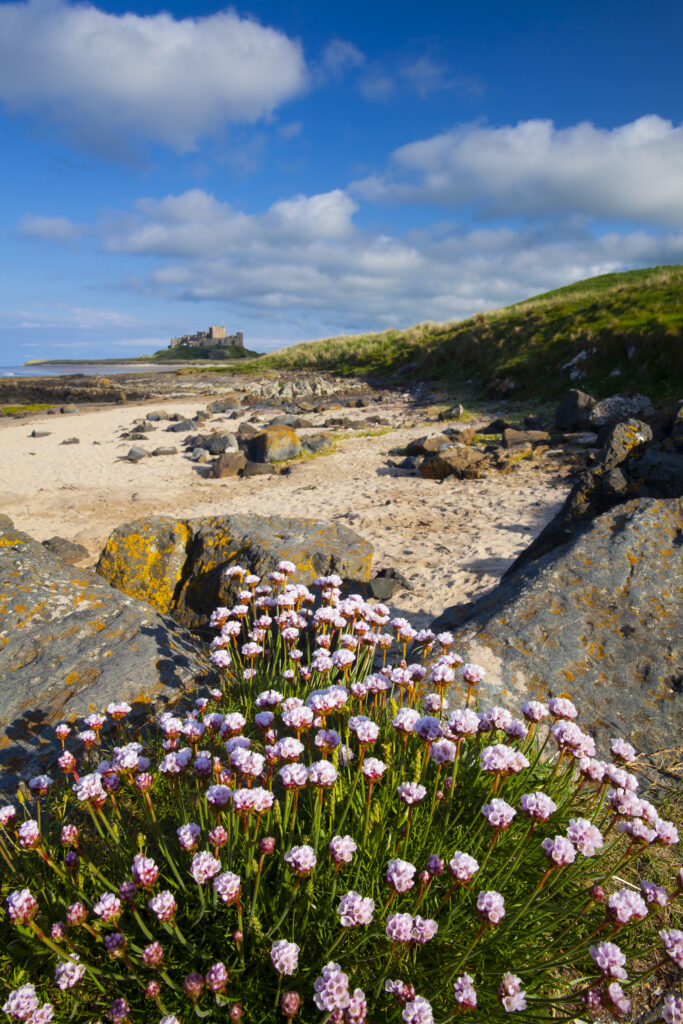 England, Northumberland, Bamburgh. Sea Thrift growing along a rocky outcrop north of Bamburgh Castle.