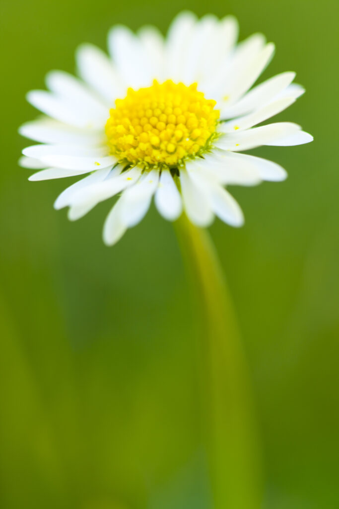 England, Northumberland, Garden Daisy.