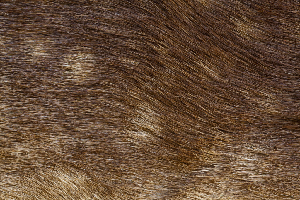 Detail shot of a Deer Fur.