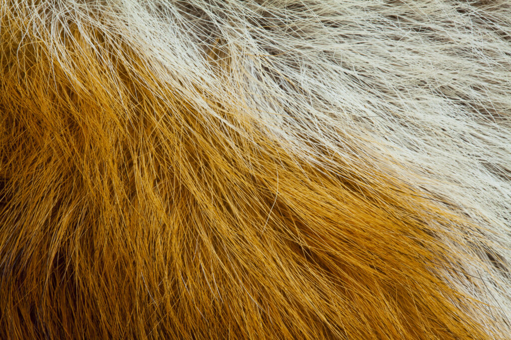 Detail shot of a Fox Fur.