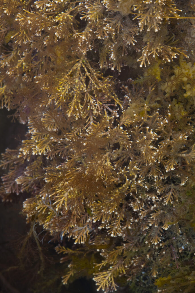 England, Tyne and Wear, Whitley Bay. Seaweed growing in a rock pool on the North Tyneside Coast.