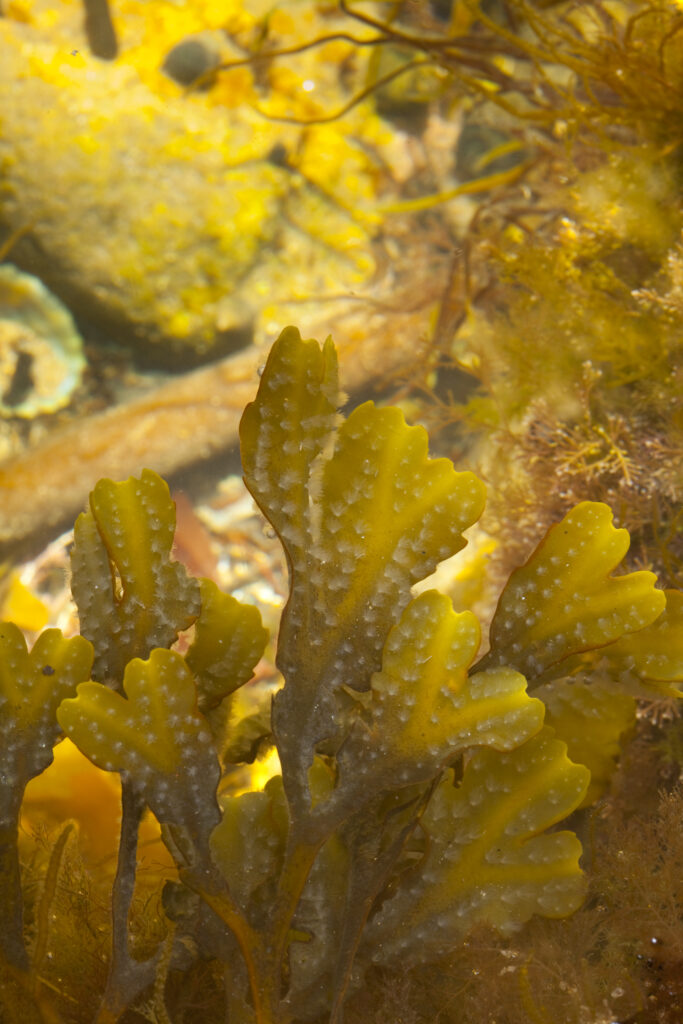 England, Tyne and Wear, Whitley Bay. Seaweed growing in a rock pool on the North Tyneside Coast.
