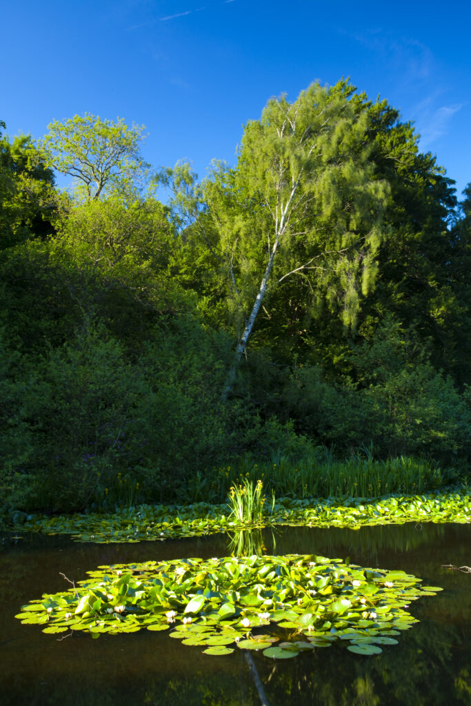 England, Northumberland, Bolam Lake Country Park. Flowering water lilies at the Bolam Lake Country Park near Belsay.