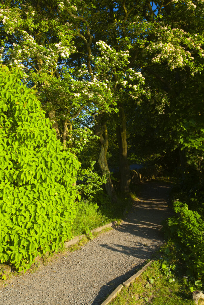 England, Northumberland, Bolam Lake Country Park. Lakeside path at Bolam Lake Country Park in Northumberland.
