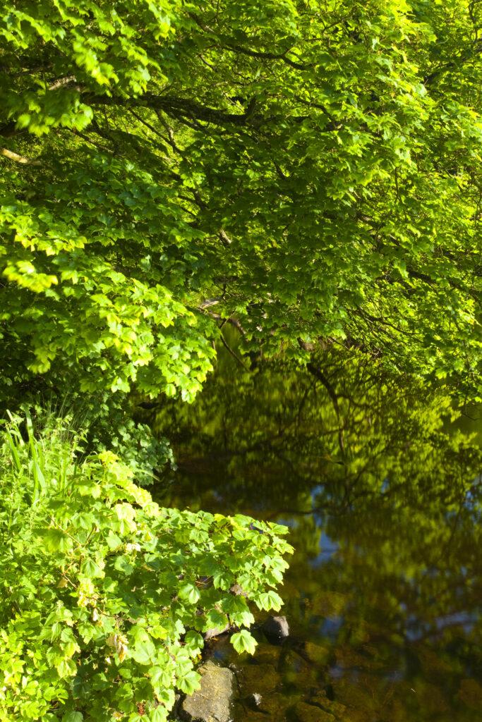 England, Northumberland, Bolam Lake Country Park. Trees on the bank of the lake at Bolam Lake Country Park.
