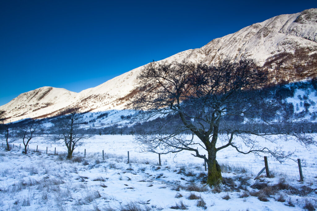 Scotland, Scottish Highlands, Glen Nevis. Trees under the shadow of Carn Dearg, part of the lower slopes of the highest mountain in Scotland and the UK - Ben Nevis.