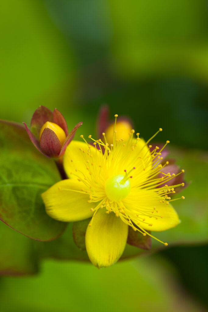 England, Northumberland, St John's wort.