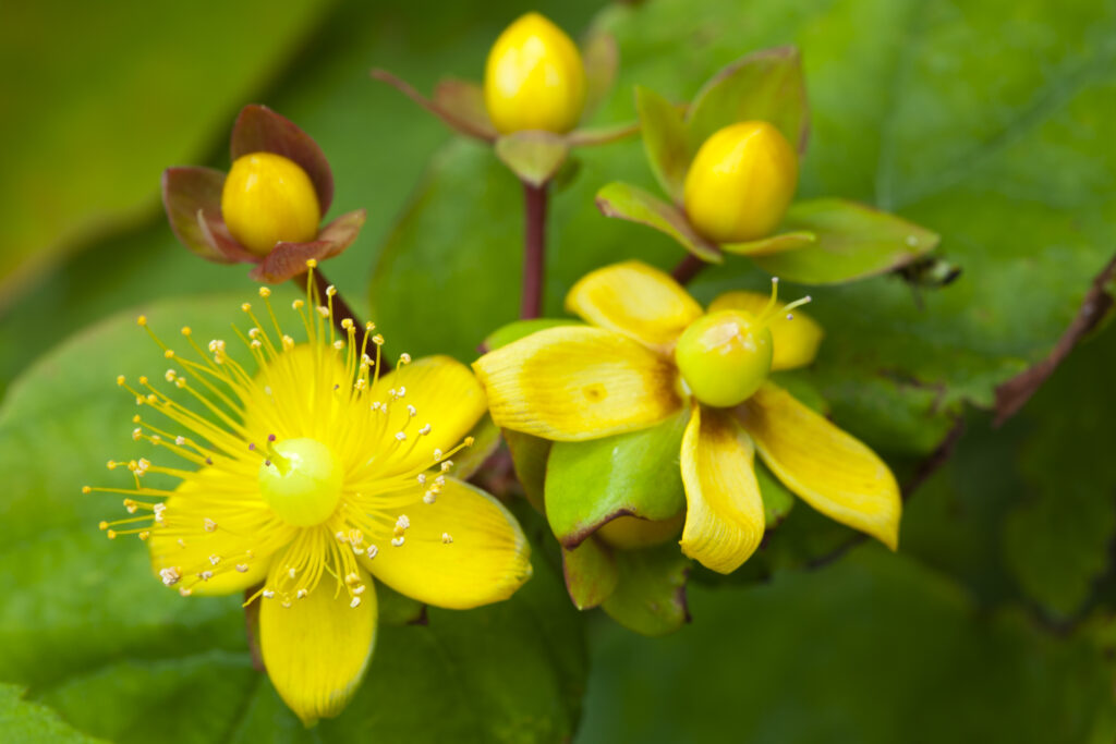 England, Northumberland, St John's wort.