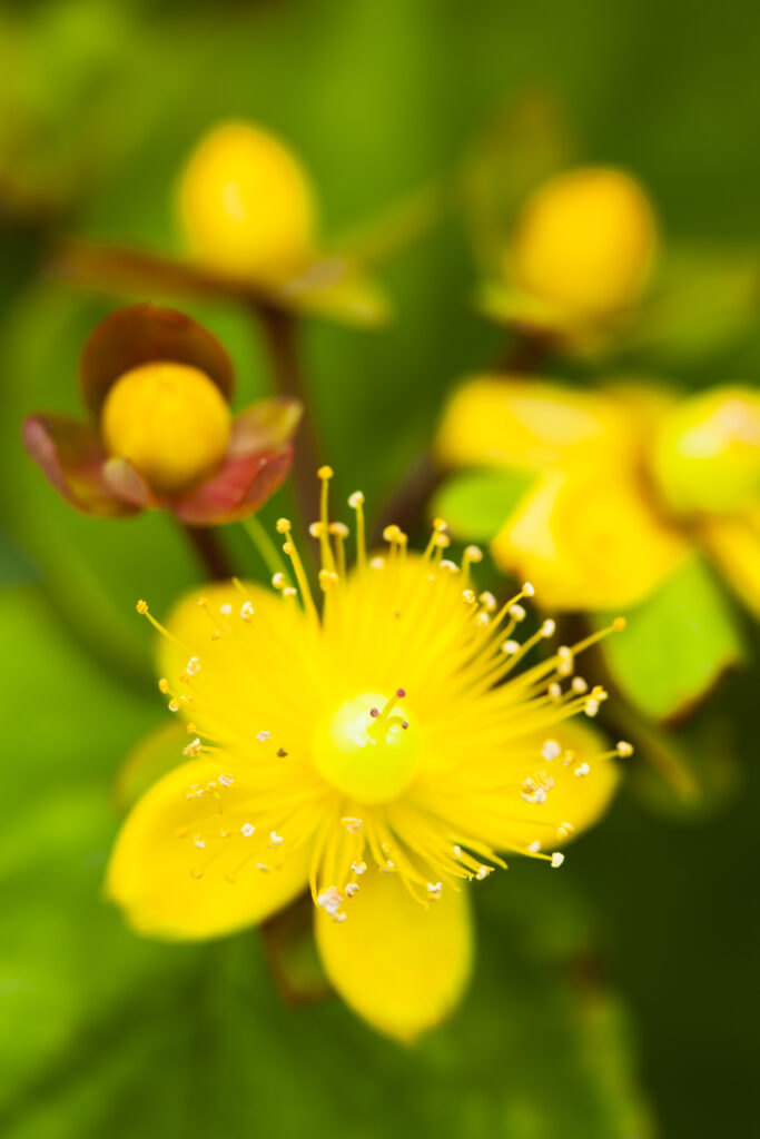 England, Northumberland, St John's wort.