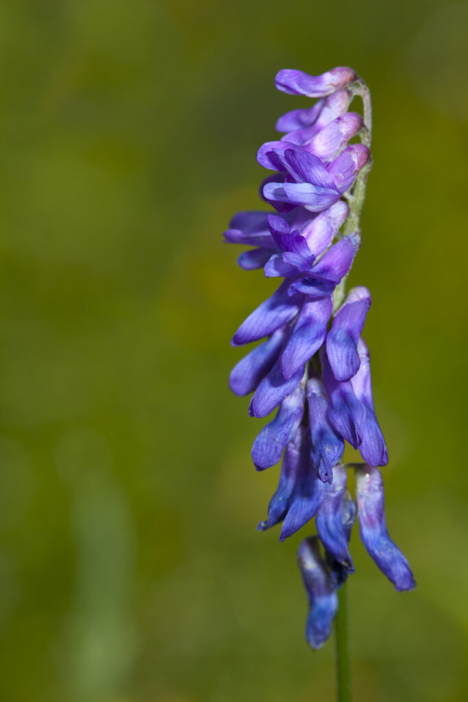 England, Northumberland, Tufted Vetch.