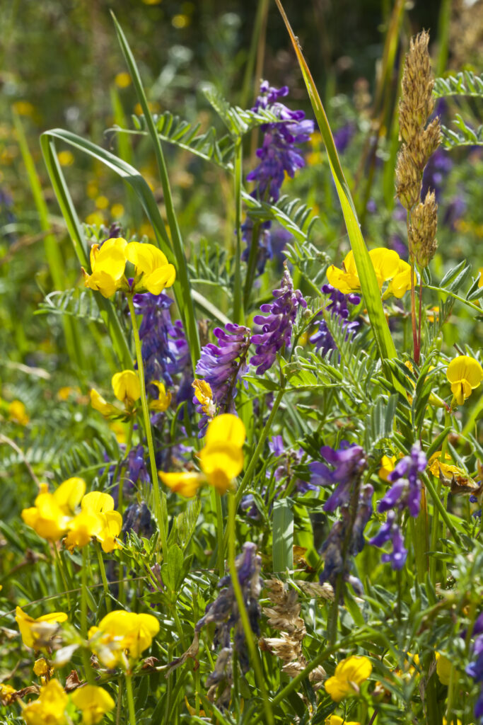 England, Northumberland, Tufted Vetch and Bird's-foot Trefoil.