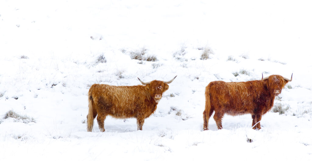 Scotland, Scottish Highlands, Glen Dochart. Highland Cattle brave the elements of a harsh winter environment in Glen Dochart.
