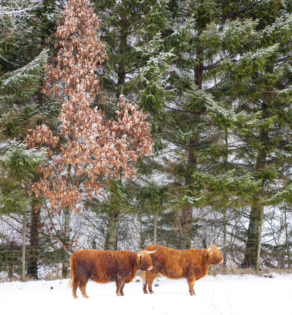 Scotland, Scottish Highlands, Glen Dochart. Highland Cattle brave the elements of a harsh winter environment in Glen Dochart.