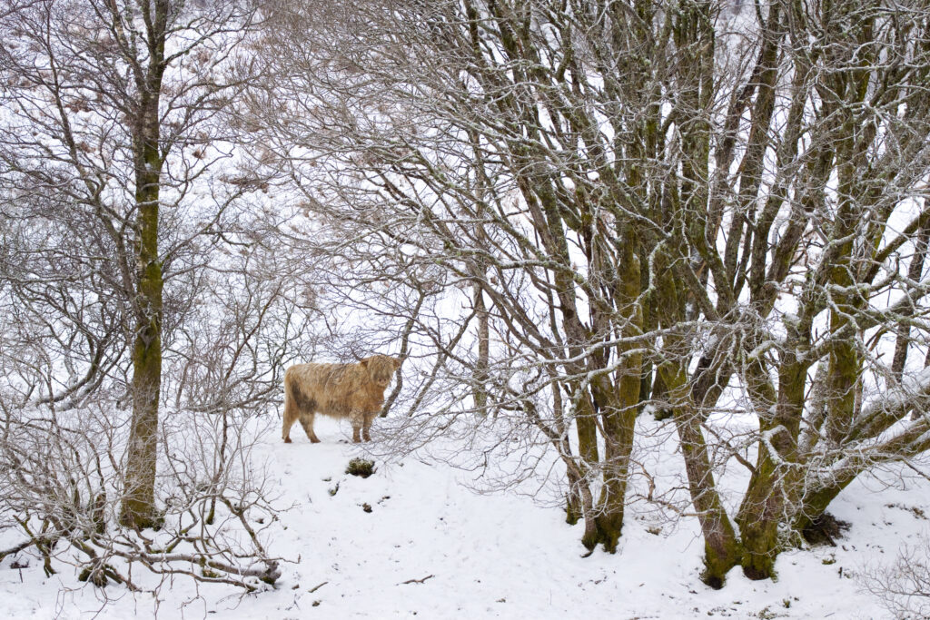Scotland, Scottish Highlands, Glen Dochart. Highland Cattle brave the elements of a harsh winter environment in Glen Dochart.