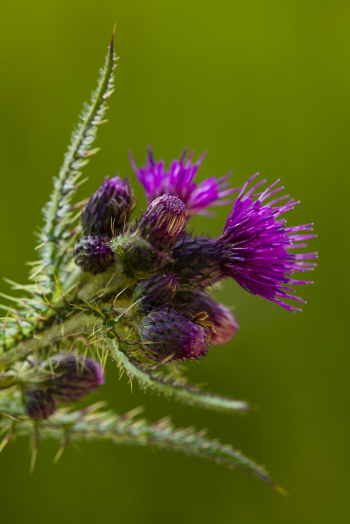 Scotland, Scottish Highlands, Cairngorms National Park. Scottish Thistle flowering in July.