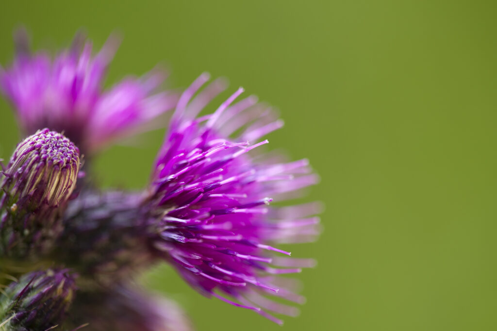 Scotland, Scottish Highlands, Cairngorms National Park. Scottish Thistle flowering in July.