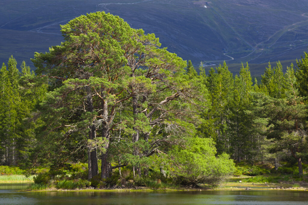 Scotland, Scottish Highlands, Cairngorms National Park. Native woodland of the Rothiemurchus Estate and Lochan nan Geadas.