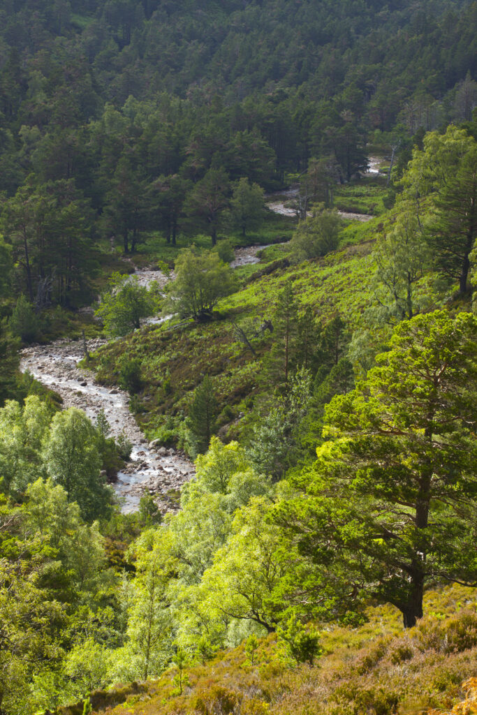 Scotland, Scottish Highlands, Cairngorms National Park. A river running through the wooded valley of the Rothiemurchus Estate.