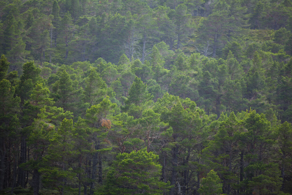Scotland, Scottish Highlands, Cairngorms National Park. A rain shower above the vast expanse of native woodland at the Rothiemurchus Estate.