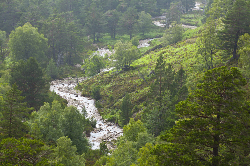 Scotland, Scottish Highlands, Cairngorms National Park. A river running through the wooded valley of the Rothiemurchus Estate.