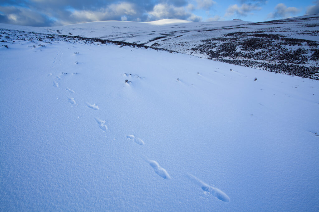 England, Northumberland, Northumberland National Park. Footprints on fresh snow on the Cheviot Hills near Comb Fell and the Breamish Valley.