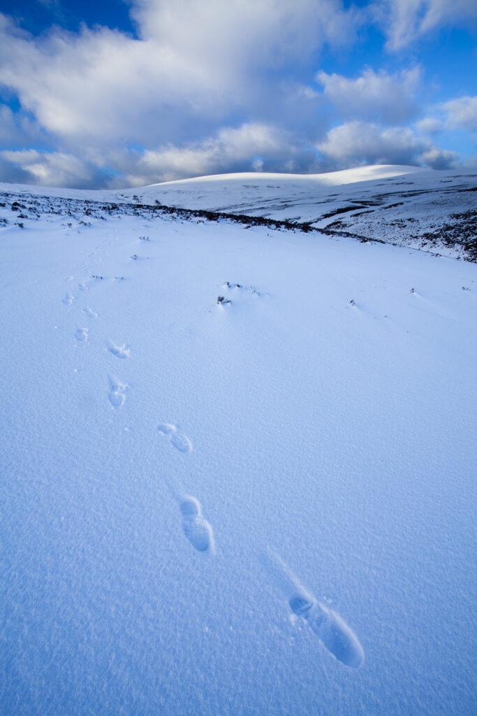 England, Northumberland, Northumberland National Park. Footprints on fresh snow on the Cheviot Hills near Comb Fell and the Breamish Valley.