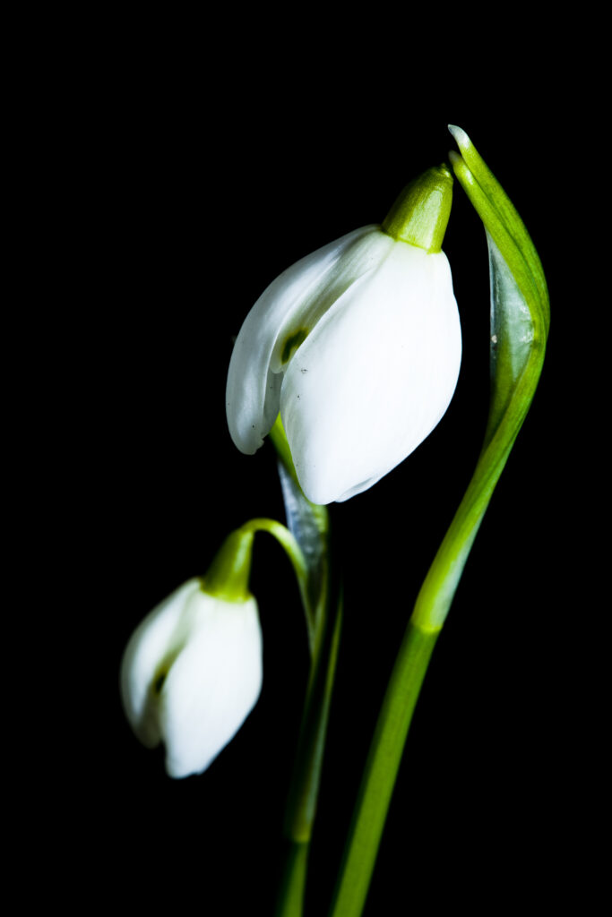 England, Northumberland, Warkworth. Common Snowdrop (Galanthus nivalis) growing near the Northumberland village of Warkworth.