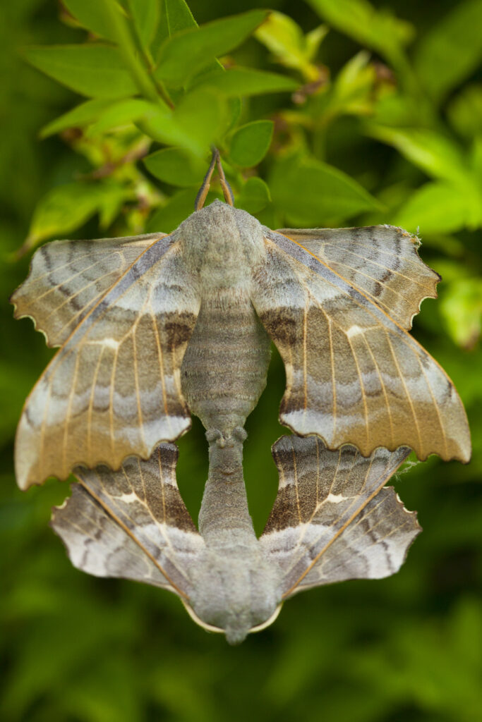 England, Northumberland, Rustic Moth. Rustic moths mating on a tree in a graden in Northumberland.