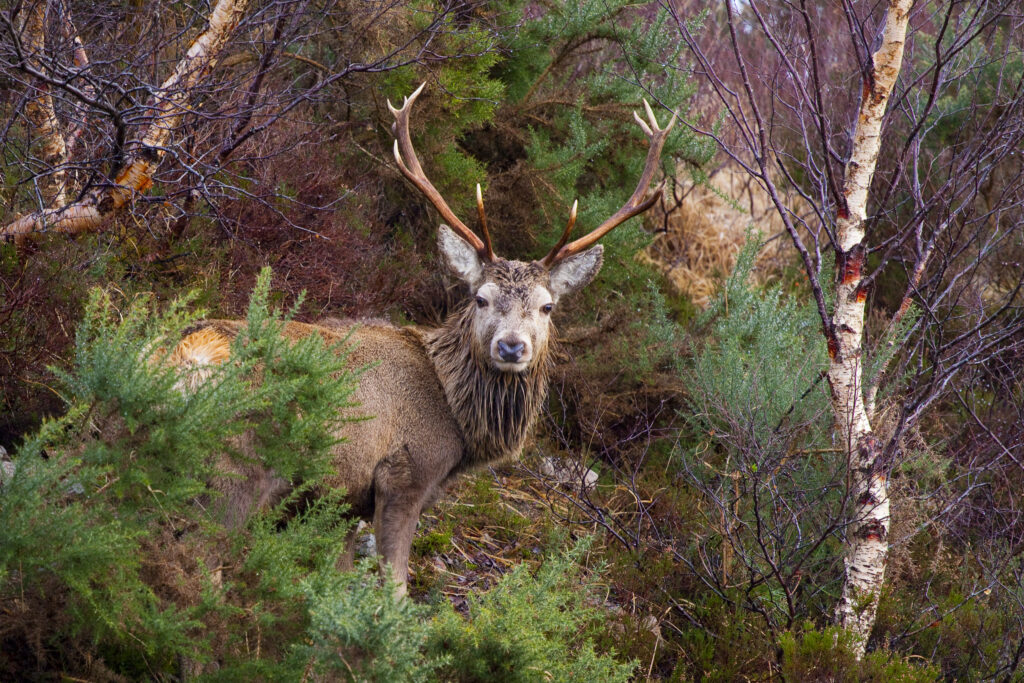 Scotland, Scottish Highlands, Assynt. Red Deer stag (cervus elaphus) in a small patch of Highland woodland.