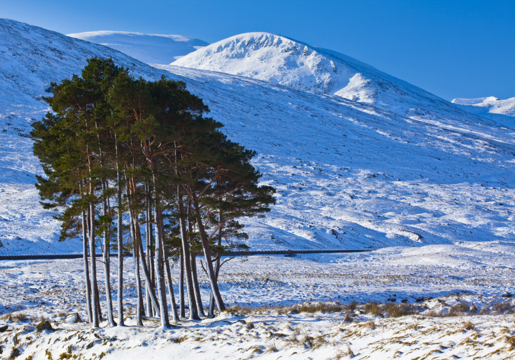 Scotland, Scottish Highlands, Dirrie More. Pocket of Scots Pine amidst the open landscape of the Dirrie More near Braemore.