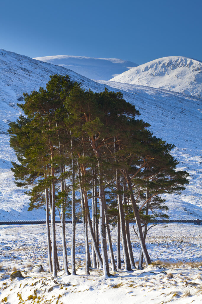 Scotland, Scottish Highlands, Dirrie More. Pocket of Scots Pine amidst the open landscape of the Dirrie More near Braemore.