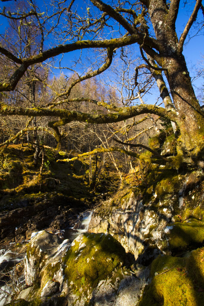 Scotland, Scottish Highlands, Eas Chia-aig waterfall. Moss covered tree upstream of the Eas Chia-aig waterfall.