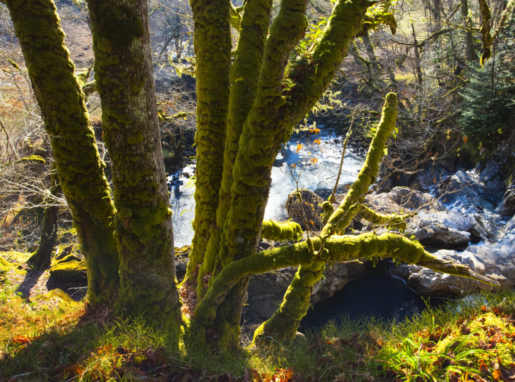 Scotland, Scottish Highlands, Eas Chia-aig waterfall. Moss covered tree upstream of the Eas Chia-aig waterfall.