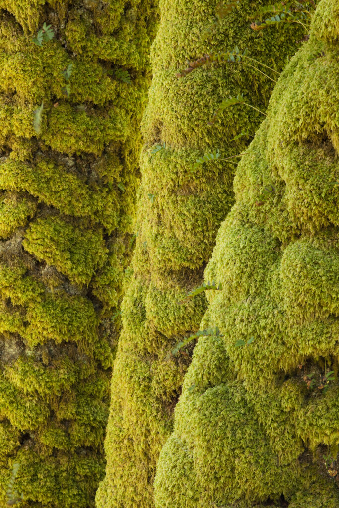 Scotland, Scottish Highlands, Eas Chia-aig waterfall. Moss covered tree upstream of the Eas Chia-aig waterfall.