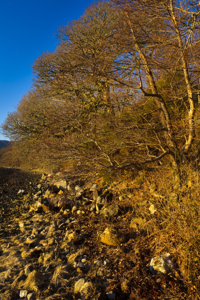 Scotland, Scottish Highlands, Loch Etive. Late afternoon light illuminates the woodland fringing Loch Etive in the Argyll and Bute region.