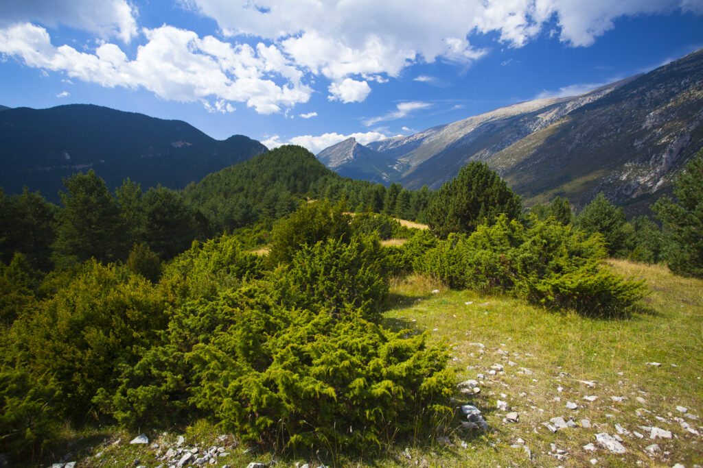 Spain, Catalonia, Pyrenees, Gósol. Trees high in the Pyrenees mountains near Gósol and the Vall De Josa.