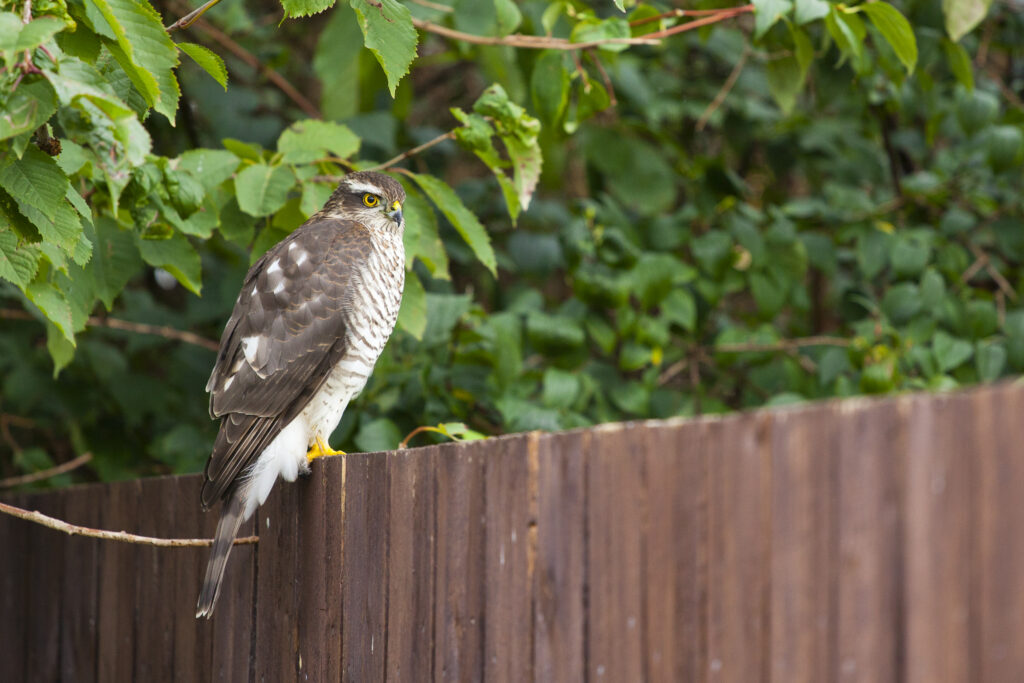 England, Northumberland, Sparrow Hawk. Sparrowhawk sitting on an urban garden fence in Northumberland.