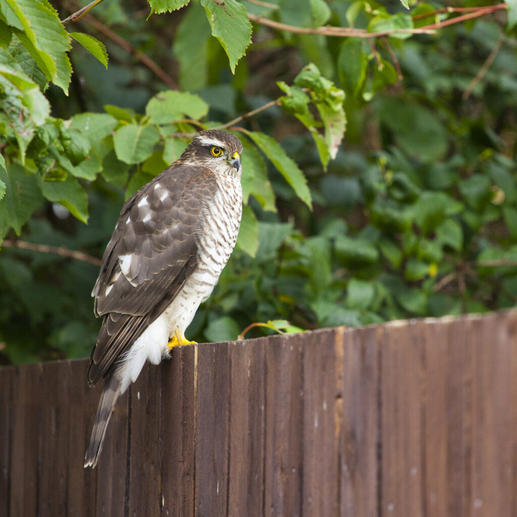 England, Northumberland, Sparrow Hawk. Sparrowhawk sitting on an urban garden fence in Northumberland.