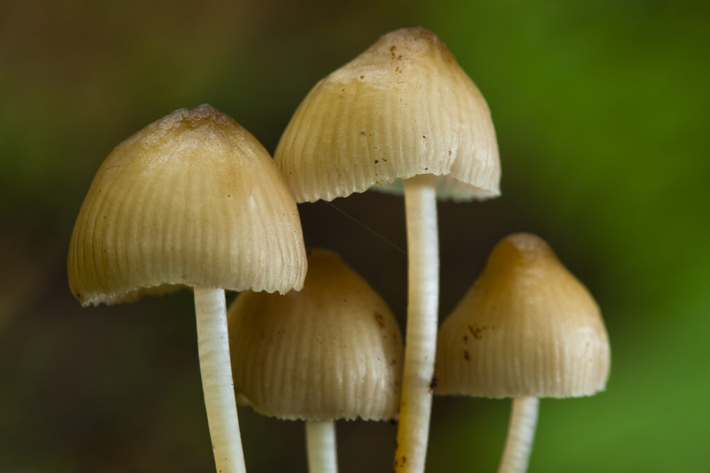 England, Northumberland, Allen Banks & Staward Gorge. Autumn shot of un-identified fungi / mushroom / toad stool.