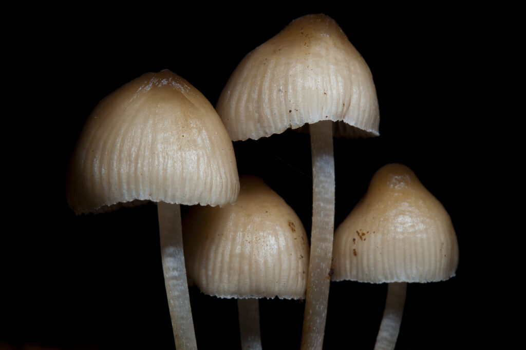 England, Northumberland, Allen Banks & Staward Gorge. Creative view of un-identified fungi / mushroom / toad stool, photographed in Autumn.