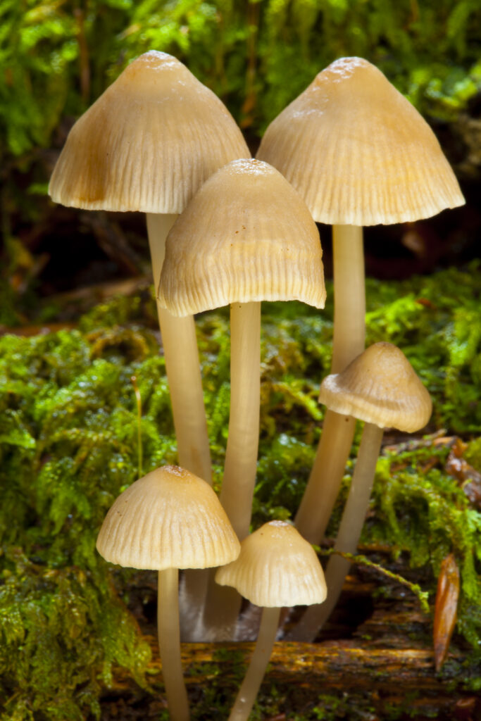 England, Northumberland, Allen Banks & Staward Gorge. Autumn shot of un-identified fungi / mushroom / toad stool.