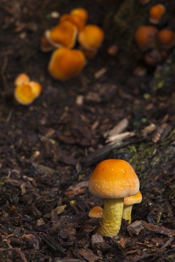 England, Northumberland, Allen Banks & Staward Gorge. Autumn shot of un-identified fungi / mushroom / toad stool.
