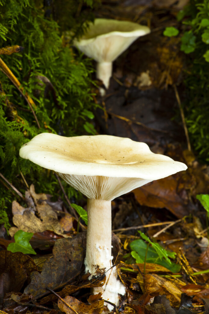 England, Northumberland, Allen Banks & Staward Gorge. Autumn shot of un-identified fungi / mushroom / toad stool.