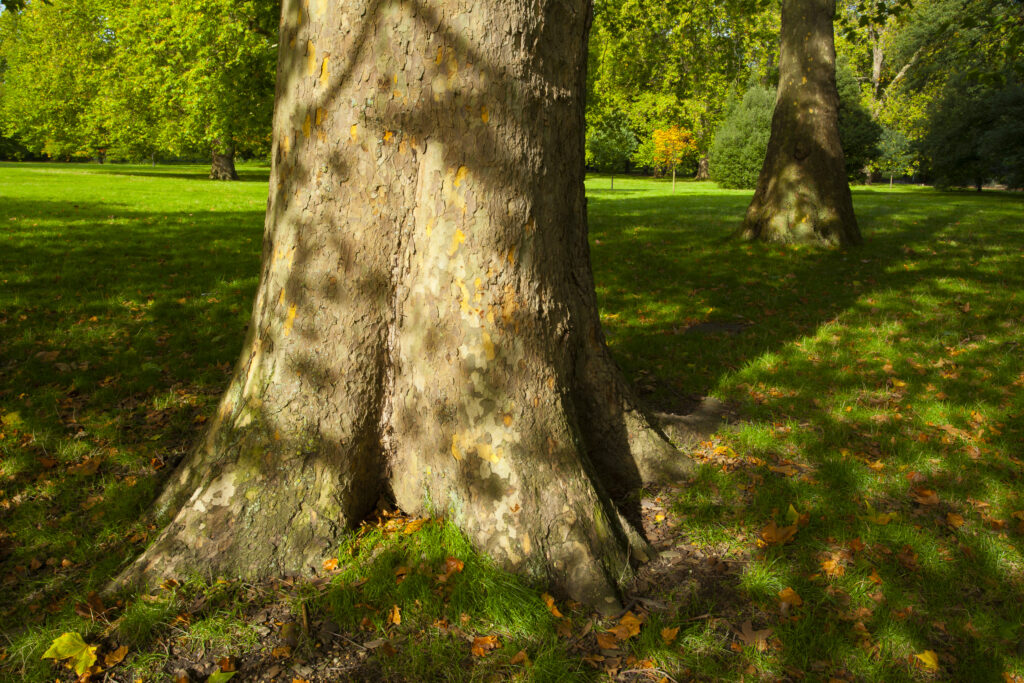 England, Greater London, City of Westminster. Autumn colours of trees in Hyde Park (Royal Garden), London, during Fall / Autumn.