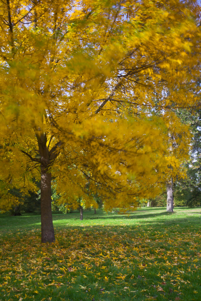 England, Greater London, City of Westminster. Autumnal colours of a Sycamore Tree in Hyde Park (Royal Garden), London, during Fall / Autumn.