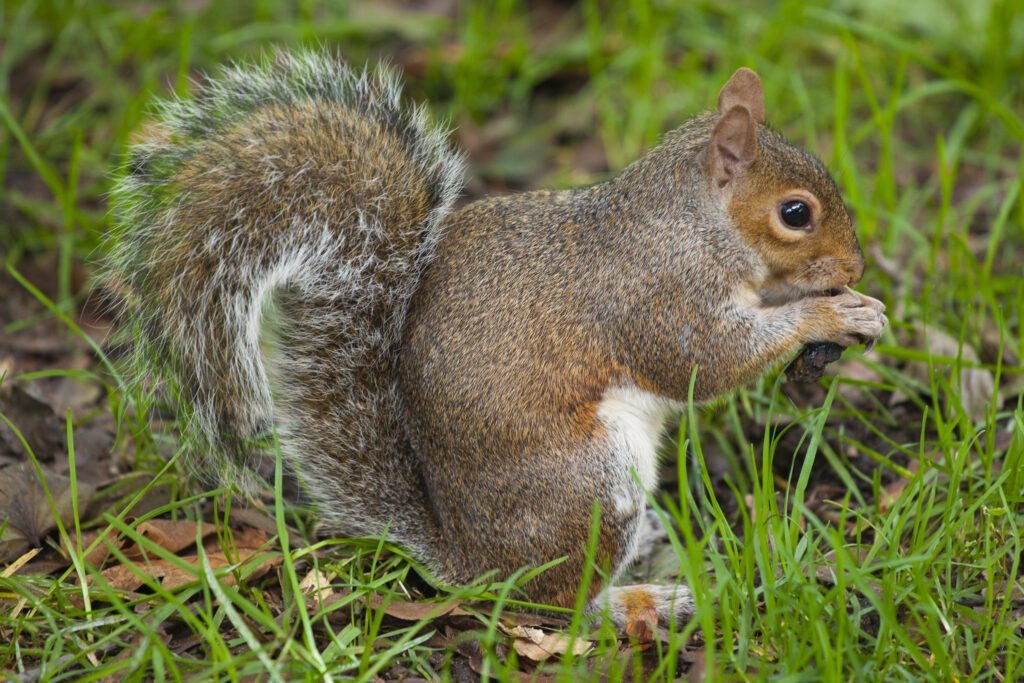 England, Greater London, City of Westminster. Grey Squirrel in Hyde Park (Royal Garden), London.
