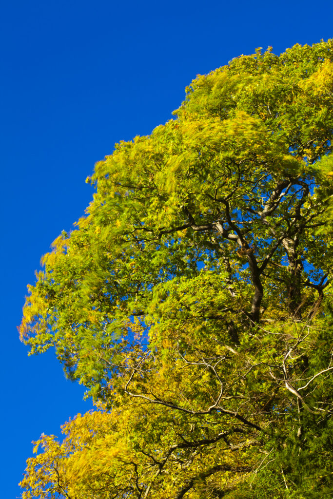 England, County Durham, Castle Eden Dene. Autumn colours in the Castle Eden Dene woodland (National Nature Reserve NNR).