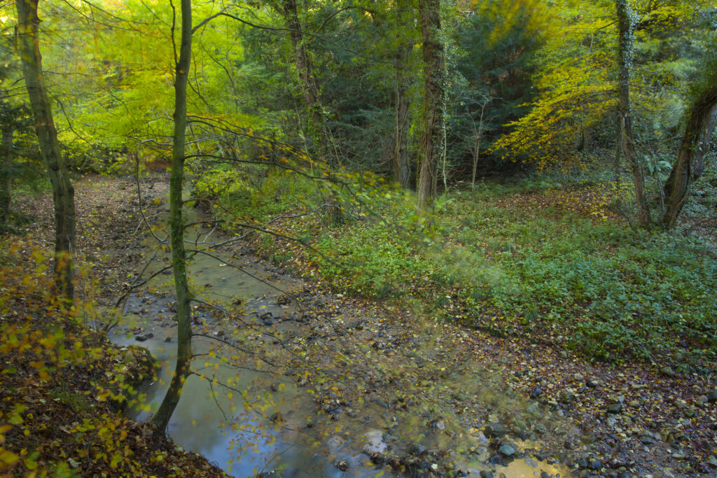 England, County Durham, Castle Eden Dene. Autumn colours in the Castle Eden Dene woodland (National Nature Reserve NNR).