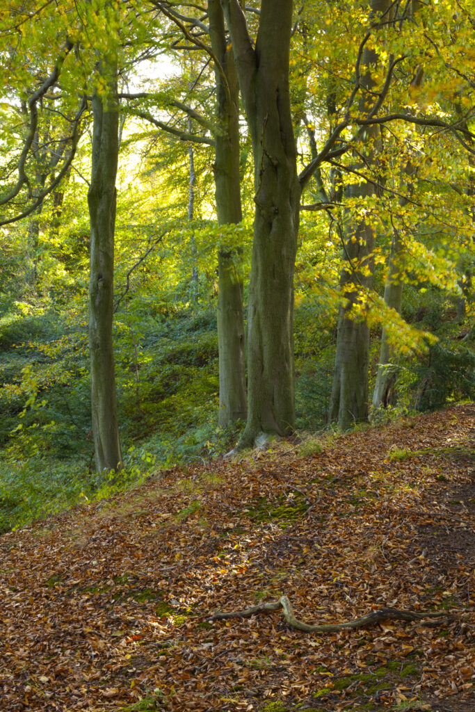 England, County Durham, Castle Eden Dene. Autumn colours in the Castle Eden Dene woodland (National Nature Reserve NNR).