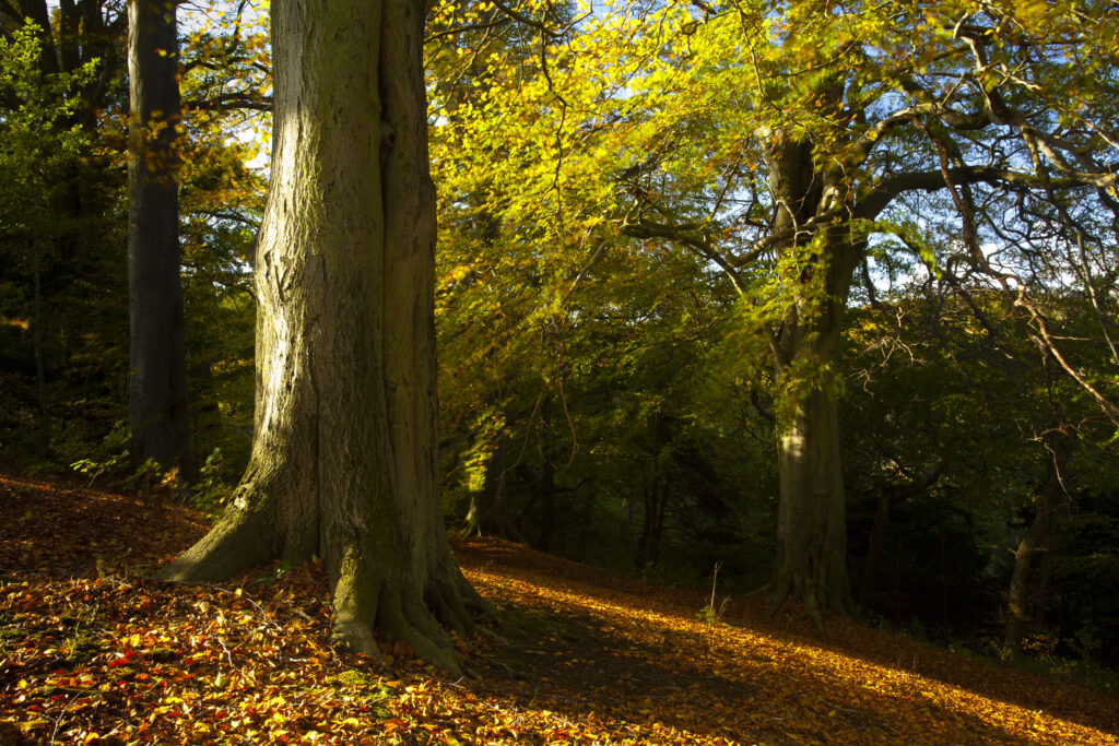England, County Durham, Castle Eden Dene. Autumn colours in the Castle Eden Dene woodland (National Nature Reserve NNR).